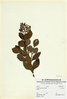 藏品(日本女貞)的圖片